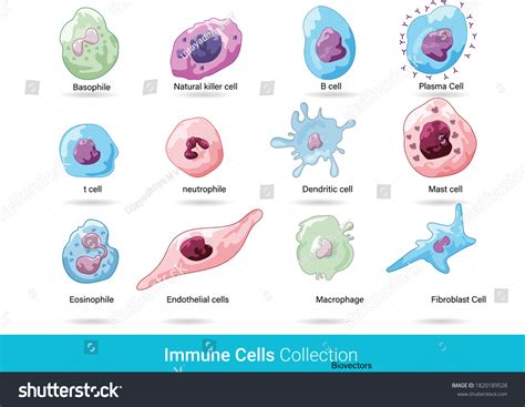 Immune System Cells Chart