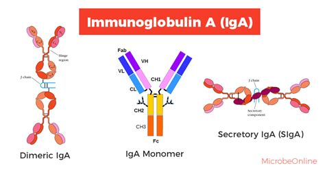 immunoglobulin a iga s