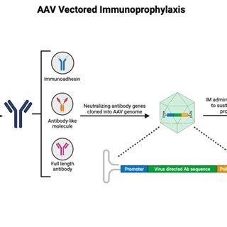 Immunoprophylaxis