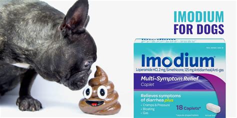 imodium dose for dogs diarrhea