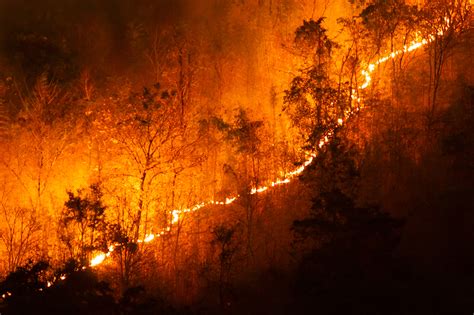 impactos dos incêndios florestais