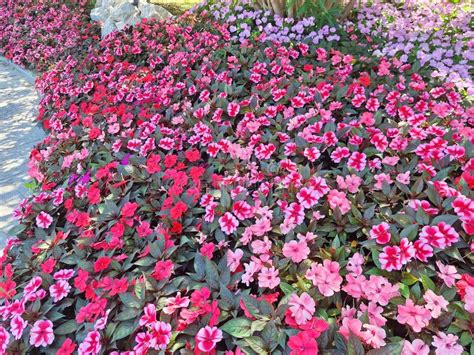 Impatiens Flowers Bloom Time