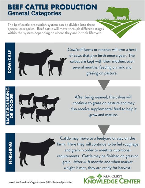 importance of beef cattle production
