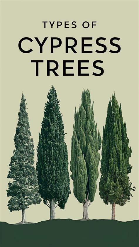 Importance Of Cypress Tree