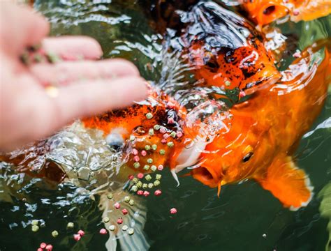 Importance Of Feeding Fish