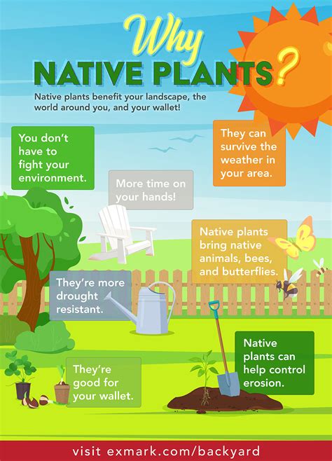 Importance Of Native Species