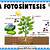 importancia biologica de la fotosintesis