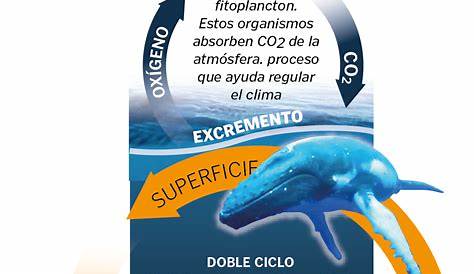 Las ballenas ayudan a combatir el cambio climático