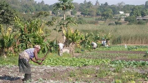 importancia da agricultura em mocambique