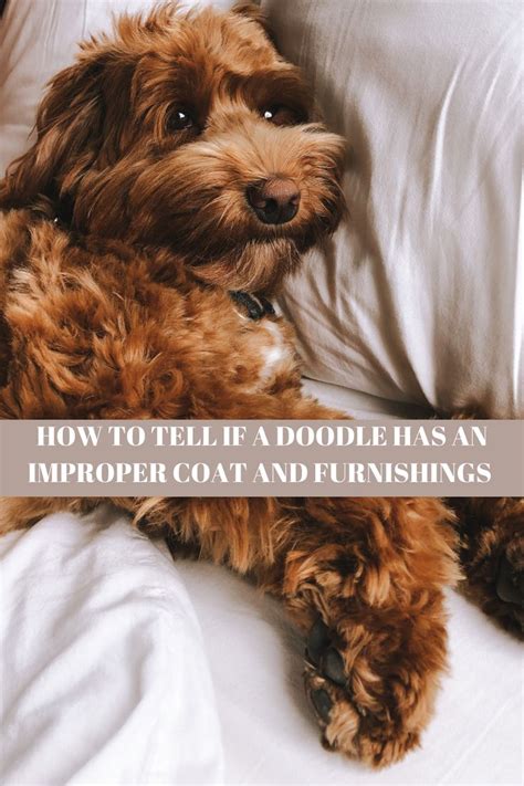 Improper Coat Goldendoodle Puppy