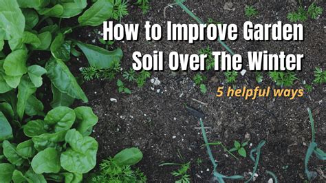 Useful tips on how to improve the soil in your garden during the winter