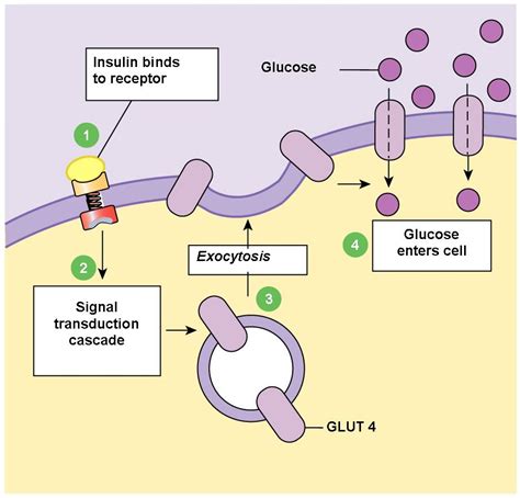 Glucosestimulated insulin release from a pancreatic βcell. Exogenous