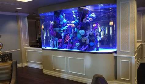 Custom In Wall Fish Tank Oceanlife Aquatics