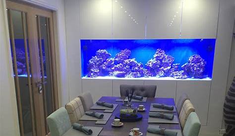 Custom In Wall Fish Tank Oceanlife Aquatics