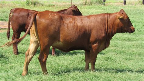 in calf cows for sale