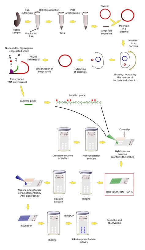 In Situ Hybridization Staining Method