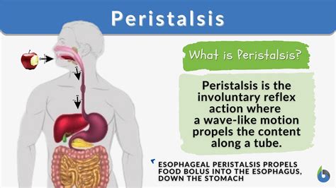 in the digestive system peristalsis is