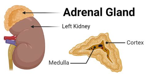 in the image identify the adrenal glands