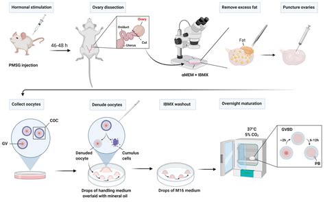 In Vitro Biochemistry