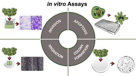 in vitro cell assay