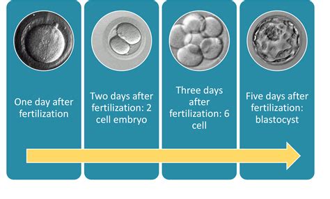 in vitro fertilization egg development