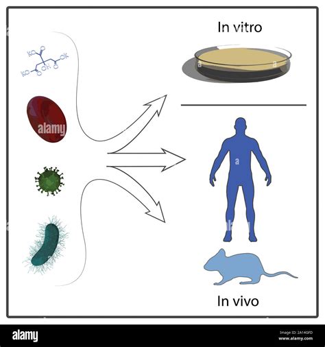 in vitro und in vivo