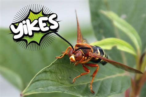 in which country do cicada killer wasps live