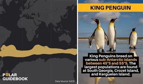 in which country do king penguins live