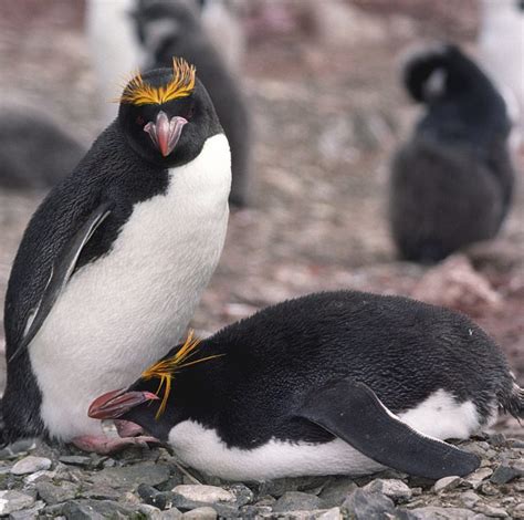 in which country do macaroni penguins live