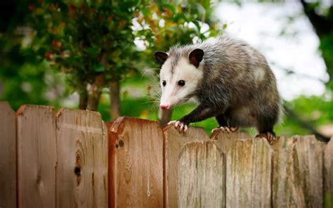 in which country do opossums live