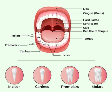 In Which Type Of Dentition Each Tooth In The Buccal Cavity Is Embedded In A Socket Of Jaw Bone