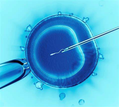 in-vitro fertilization wikipedia
