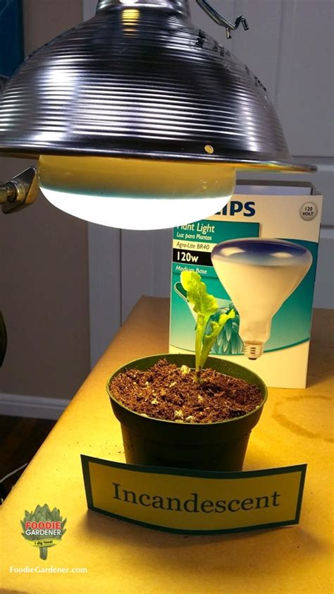 Incandescent Light Growing Plants