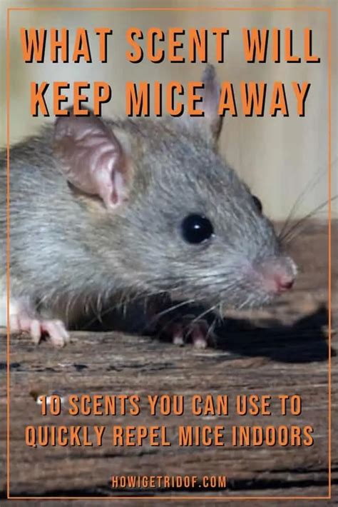 Incense Keep Mice Away