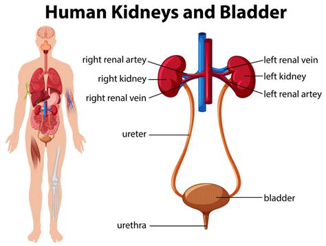 Incontinence Kidney