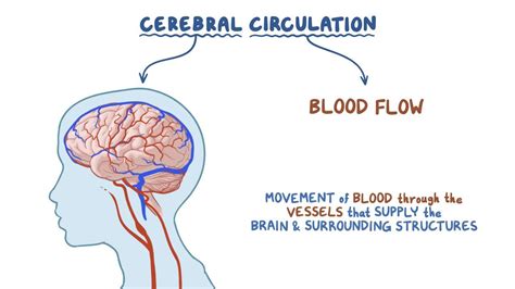 increase circulation to brain