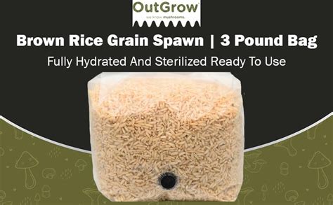 Incubating brown rice grain spawn jars in a warm, dark place
