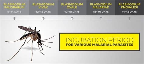 incubation period of malaria parasite