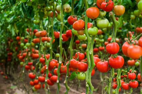 Indeterminate Tomatoes: What You Need To Know