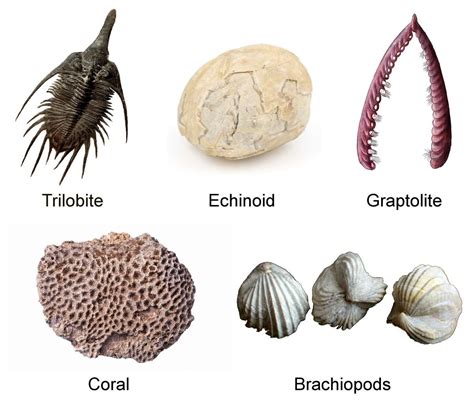 index fossil definition biology