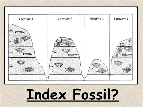 Index Fossil Definition Quizlet