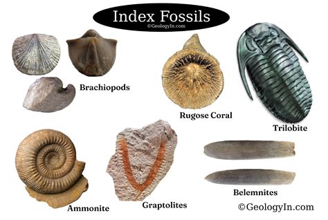 Index Fossil Examples Definition