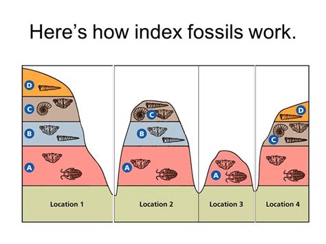 Index Fossils And Layers