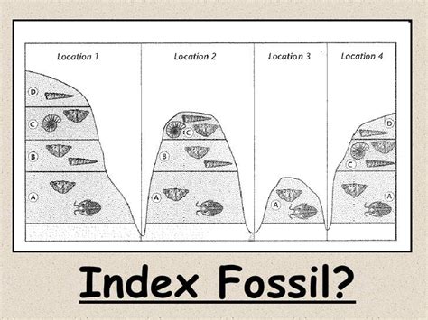 Index Fossils Drawing