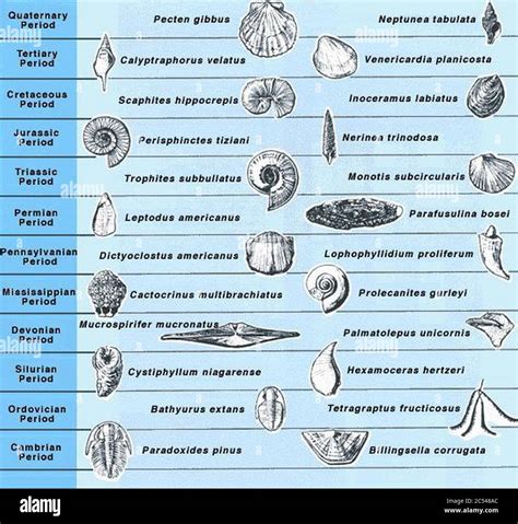 Index Fossils Lab
