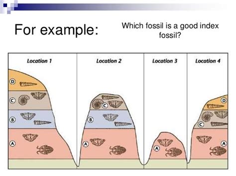 Index Fossils Rock Layers