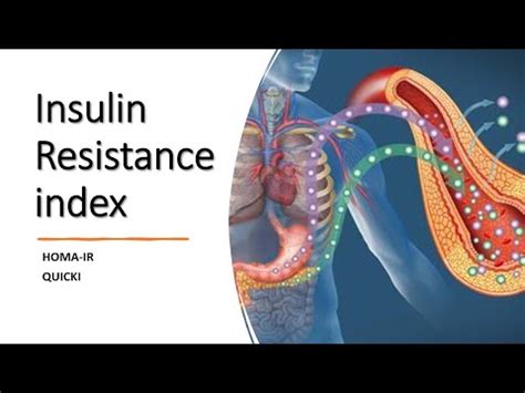 Procesos regulados por la insulina ppt descargar