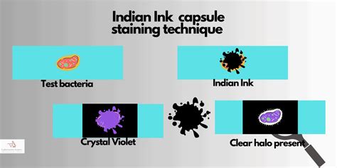 India Ink Test Procedure