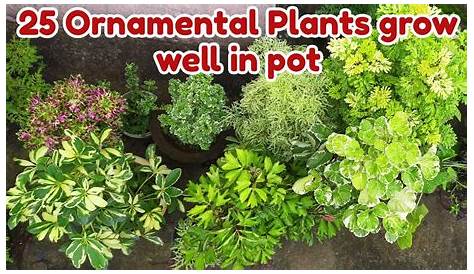 Indian Garden Plants Names And Pictures 10 Easypeasy () Flowering For Brand New