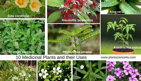 Indian Medicinal Plants Names And Pictures Health